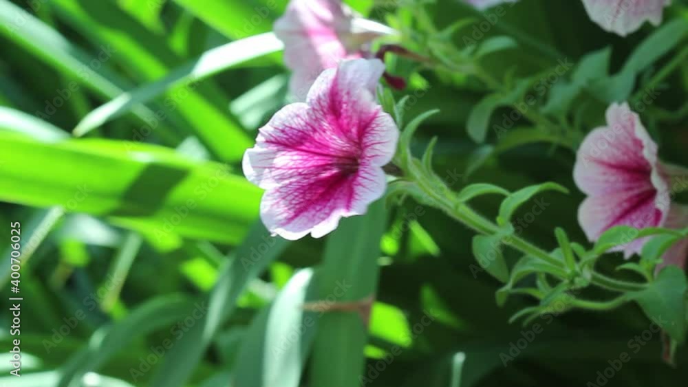 Close up pink petunia with green leaf branch and sunshine in garden natural background Close up pink petunia with green leaf branch and sunshine in garden natural background