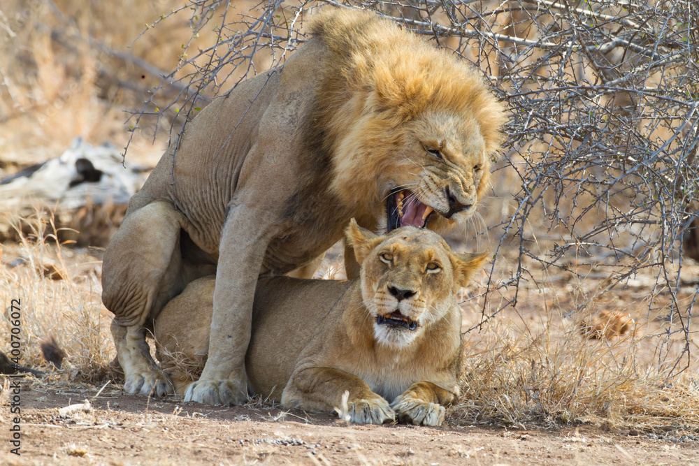 Naklejka premium Afrikaanse Leeuw, African Lion, Panthera leo