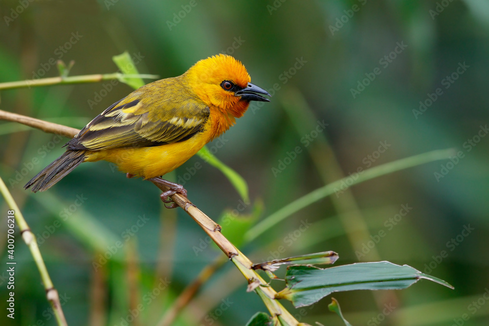 Orange Weaver, Ploceus aurantius Orange Weaver, Ploceus aurantius