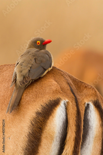Red-billed Oxpecker, Buphagus erythrorhynchus photo