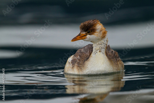 Titicaca Grebe, Rollandia microptera photo