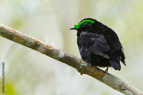 Velvet Asity, Philepitta castanea photo