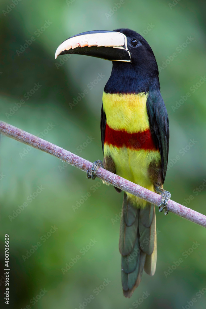 Fototapeta premium Black-necked Aracari, Pteroglossus aracari