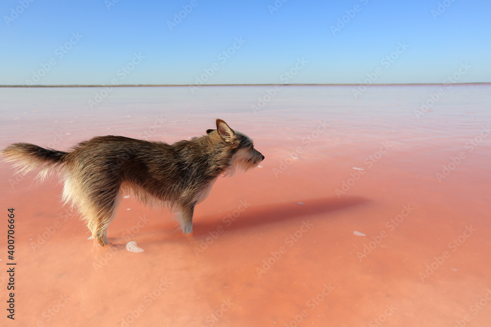 Obraz premium Dog in the water of a beautiful salt lake in Crimea