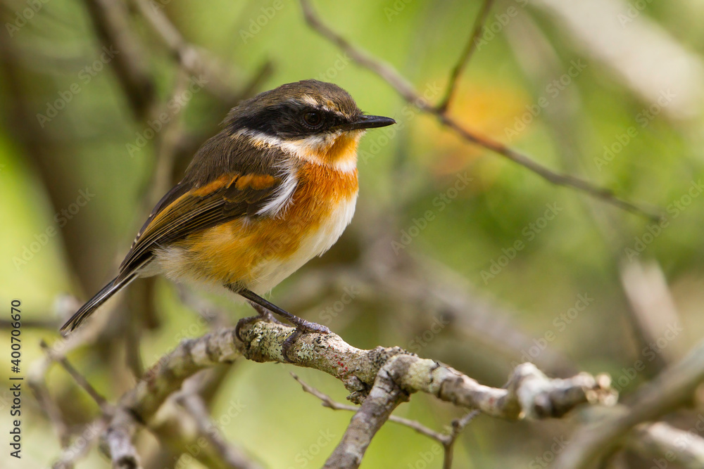 Cape Batis, Batis capensis