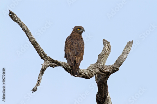 Brown Snake-Eagle, Circaetus cinereus photo