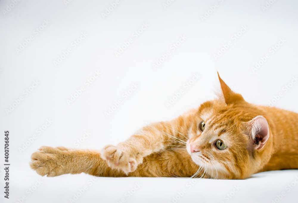 Naklejka premium ginger cat stretches on gray background