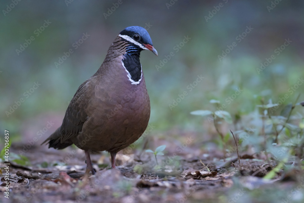 Blauwkopkwartelduif, Blue-headed Quail-Dove, Starnoenas cyanocephala