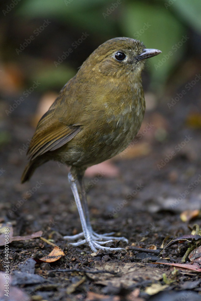 Naklejka premium Caldasmierpitta, Brown-banded Antpitta, Grallaria milleri