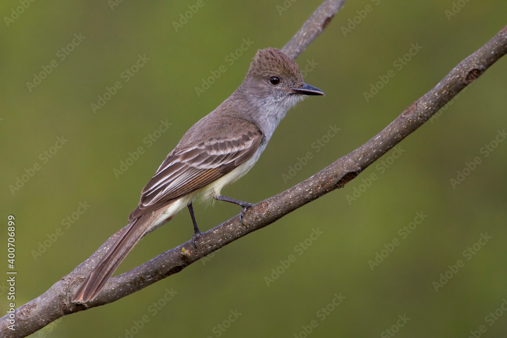 Cayennetiran, Brown-crested Flycatcher, Myiarchus tyrannulus Cayennetiran, Brown-crested Flycatcher, Myiarchus tyrannulus