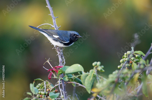 Blauwe Zwartkeelzanger, Black-throated Blue Warbler, Setophaga caerulescens photo