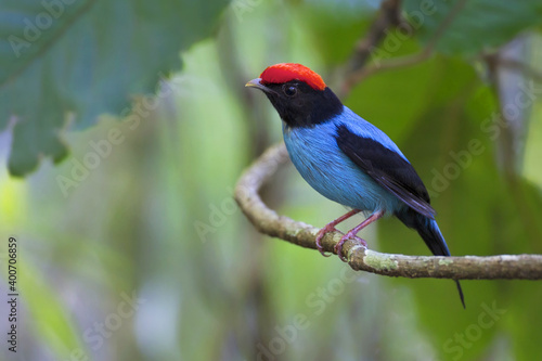 Fotografía Zwaluwstaartmanakin, Blue Manakin, Chiroxiphia caudata