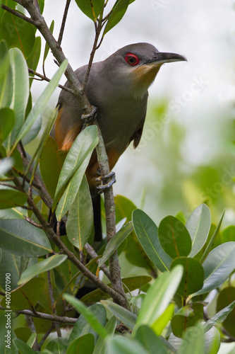 Hispaniolahagediskoekoek, Hispaniolan Lizard Cuckoo, Coccyzus longirostris photo