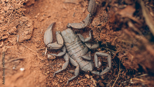 Scorpion South Africa