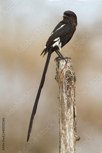 Eksterklauwier, Magpie Shrike, Urolestes melanoleucus photo