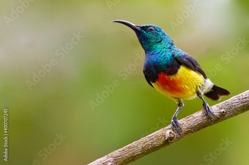 Mayottehoningzuiger, Mayotte Sunbird, Cinnyris coquerellii