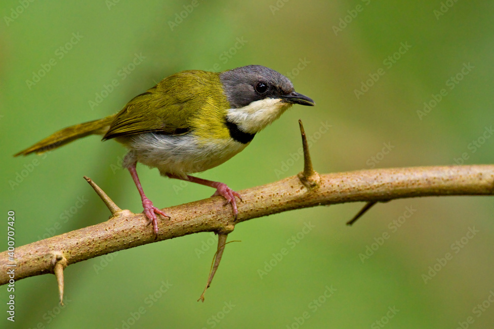 Rudds Apalis, Rudd's Apalis, Apalis ruddi Rudds Apalis, Rudd's Apalis, Apalis ruddi