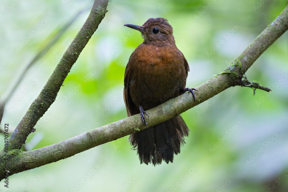 Roodborstbladkrabber, Rufous-breasted Leaftosser, Sclerurus scansor Roodborstbladkrabber, Rufous-breasted Leaftosser, Sclerurus scansor