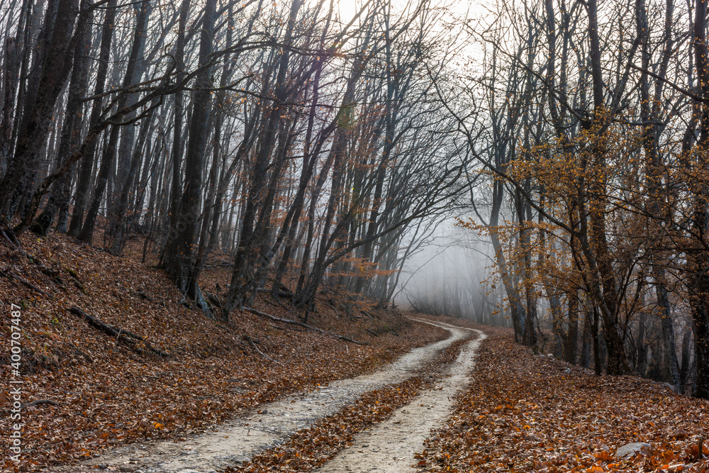 Road in the autumn misty forest. Fabulous landscape. Horizontal elongated panorama of the autumn forest. Banner. Forest with leafless leaves. The concept of loneliness and autumn melancholy. Road in the autumn misty forest. Fabulous landscape. Horizontal elongated panorama of the autumn forest. Banner. Forest with leafless leaves. The concept of loneliness and autumn melancholy.