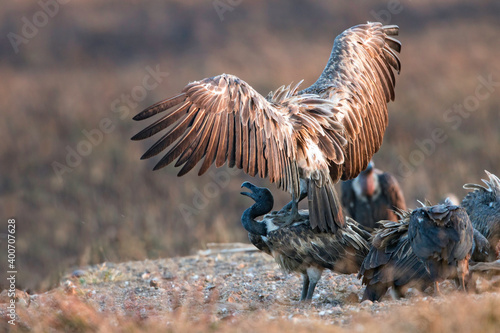 Dunsnavelgier, Slender-billed Vulture, Gyps tenuirostris photo