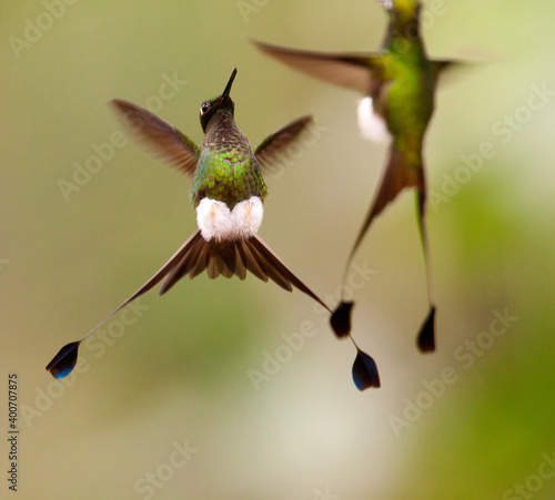 Vlagstaartpluimbroekje, Booted Racket-tail, Ocreatus underwoodii photo