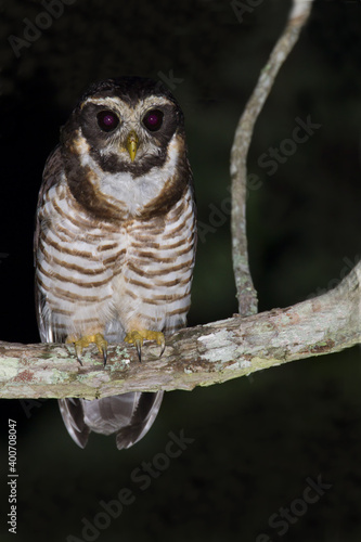 Gestreepte Maskeruil, Band-bellied Owl, Pulsatrix melanota photo
