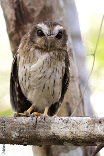 Cubaanse Schreeuwuil, Bare-legged Owl, Margarobyas lawrencii photo