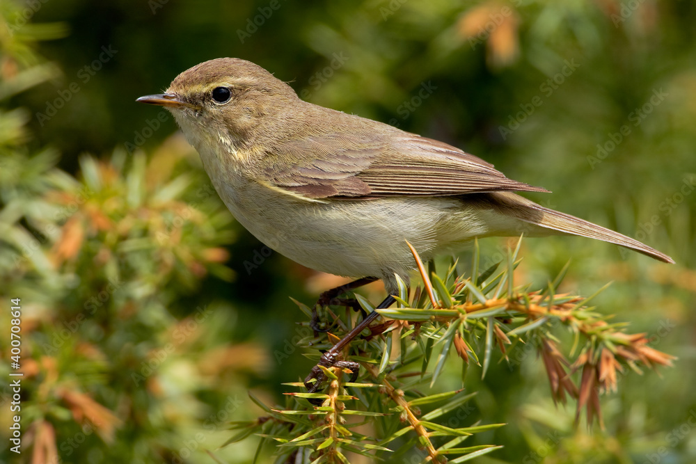 Obraz premium Tjiftjaf, Common Chiffchaff, Phylloscopus collybita