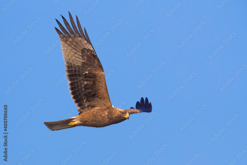 Fototapeta premium Dwergarend, Booted Eagle, Hieraaetus pennatus