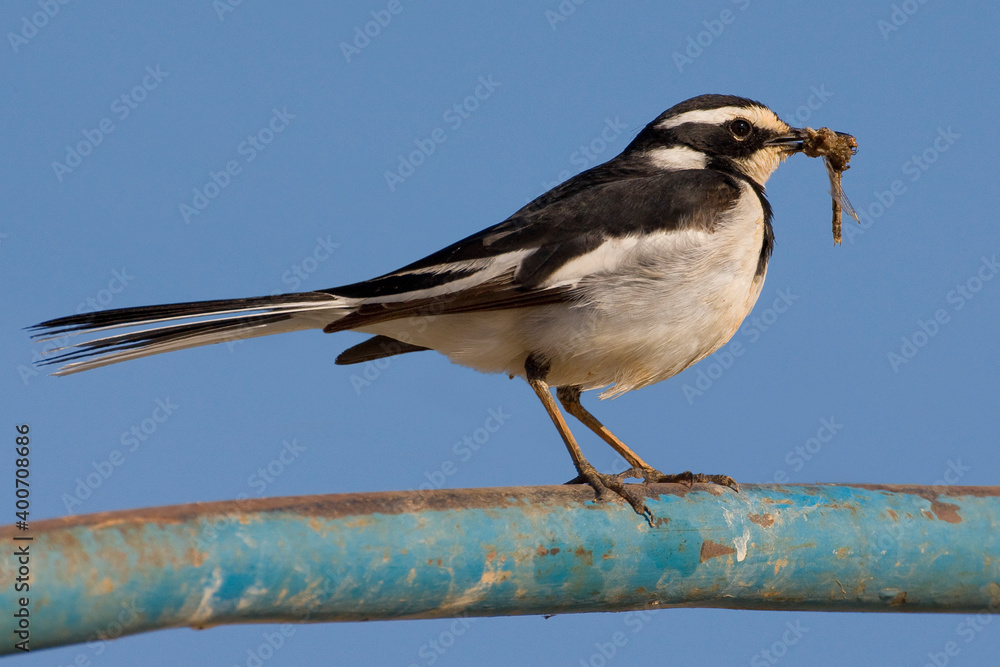 Afrikaanse Bonte Kwikstaart, African Pied Wagtail, Motacilla aguimp Afrikaanse Bonte Kwikstaart, African Pied Wagtail, Motacilla aguimp