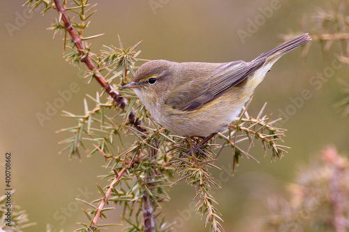 Tjiftjaf, Common Chiffchaff, Common Chiffchaff photo