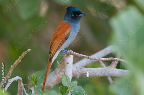 Obraz na płótnie Afrikaanse Paradijsmonarch, African Paradise Flycatcher, Terpsiphone viridis w salonie