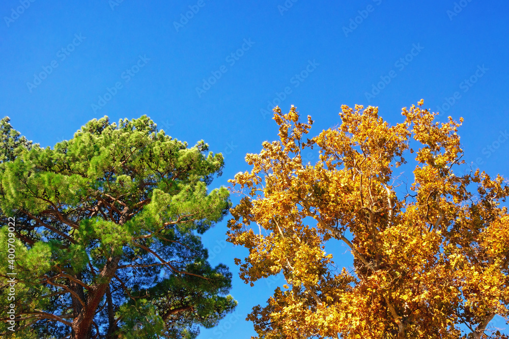 Sunny autumn day. Two trees -  deciduous and coniferous - against blue sky.   Yellow leaves of sycamore, green pine tree