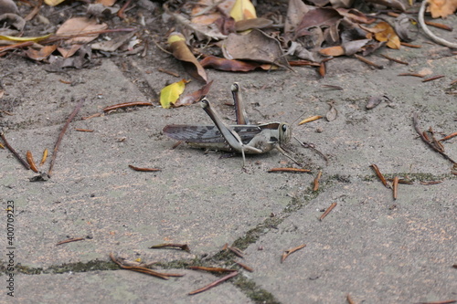 Acanthacris ruficornis ist eine sehr große Feldheuschrecke (Acrididae), die weit verbreitet in Afrika ist. Hier in George, Südafrika. photo