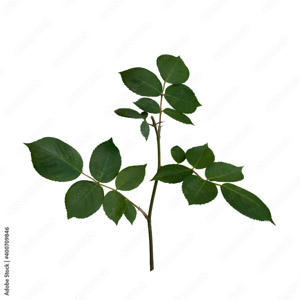 Green rose leaves isolated on white background