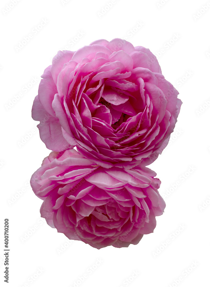 beautiful bouquet of pink roses isolated on a black background. beautiful bouquet of pink roses isolated on a black background.