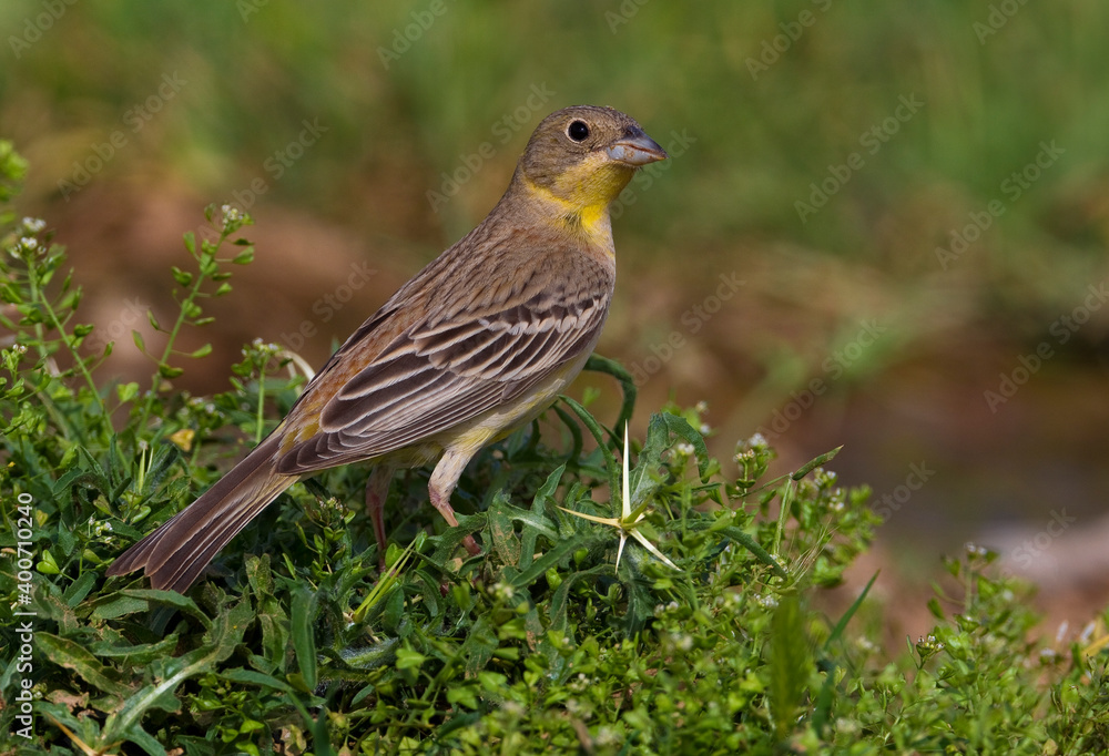 Zwartkopgors, Black-headed Bunting, Emberiza melanocephala Zwartkopgors, Black-headed Bunting, Emberiza melanocephala
