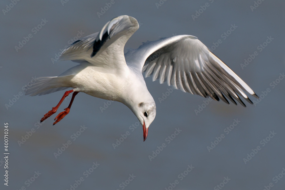 Kokmeeuw, Black-headed Gull, Chroicocephalus ridibundus Kokmeeuw, Black-headed Gull, Chroicocephalus ridibundus