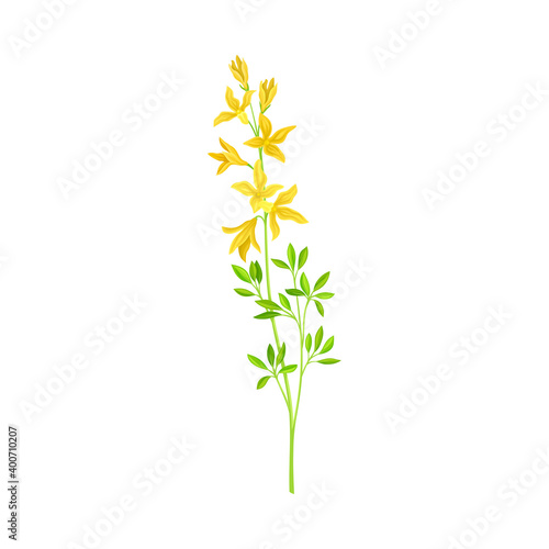 Wildflower Specie or Herbaceous Flowering Plant with Yellow Florets Vector Illustration