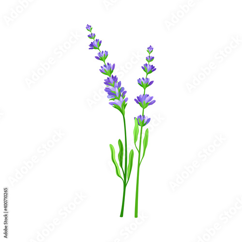 Lavender with Small Florets as Wildflower Specie or Herbaceous Flowering Plant Vector Illustration