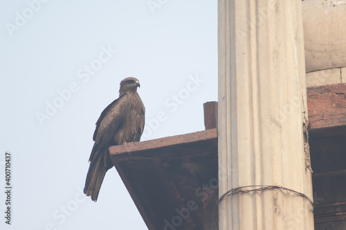 Black kite Milvus migrans perched on the cornice of a monument. Old Delhi. Delhi. India.