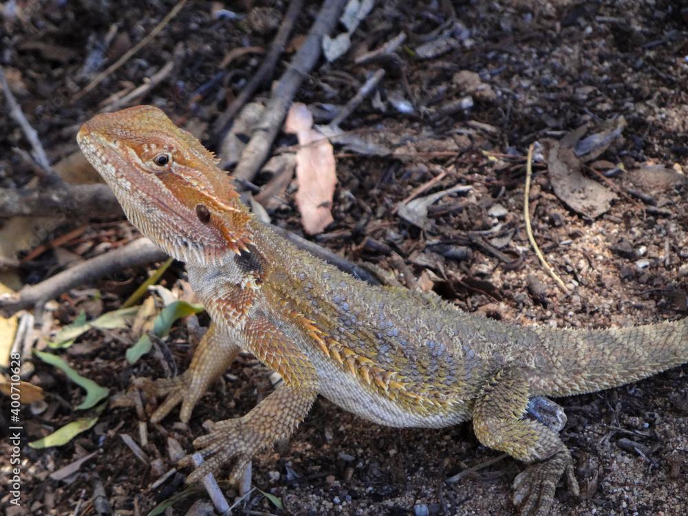 close up of a bearded dragon close up of a bearded dragon