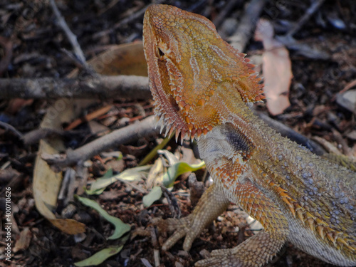 close up of a bearded dragon