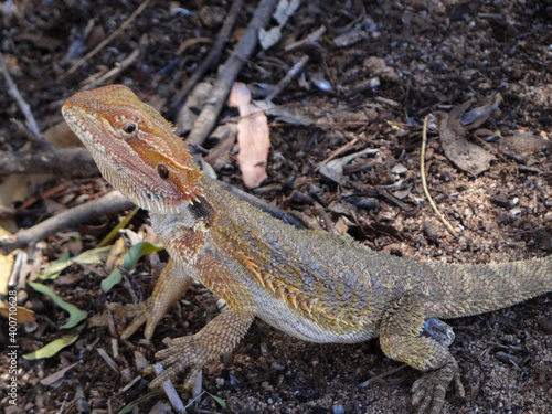 close up of a bearded dragon
