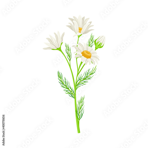 Chamomile or Camomile as Wildflower Specie Vector Illustration