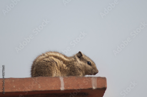 Indian palm squirrel Funambulus palmarum. Old Delhi. Delhi. India.