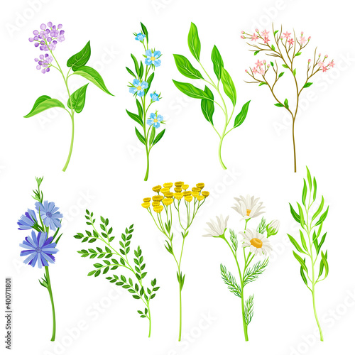 Wild Flowers and Herbaceous Flowering Plants Vector Collection