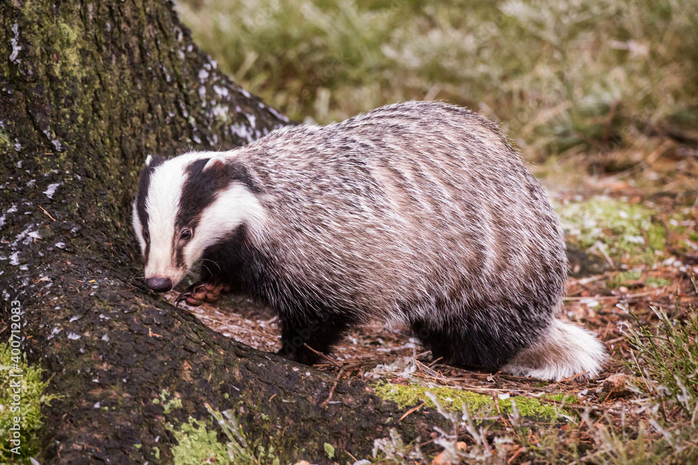 Naklejka premium European badger (Meles meles) in winter time in a winter landscape in a natural wilderness setting. Wild scene of wild nature, Germany, Europe.