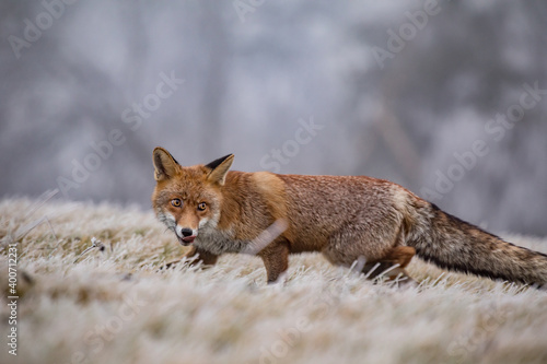 Cute red fox, Vulpes vulpes, in a winter landscape in a natural wilderness setting. Fox in the frozen grass.
