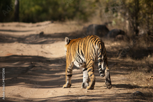 Photography Bengal tiger Panthera tigris tigris